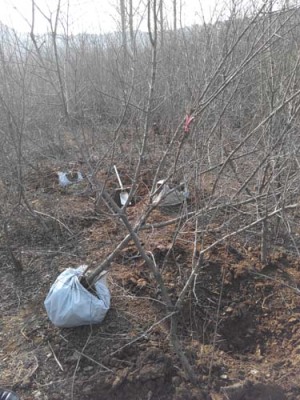 岳阳白花玉石籽石榴树品种排名