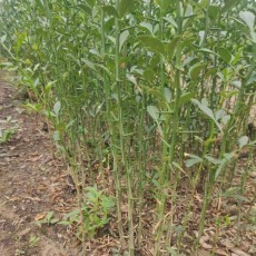 唐山0.3公分枸橘苗种植基地