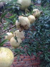 嘉兴白花玉石籽石榴树苗品种排名