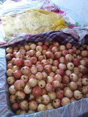 岳阳白花玉石籽石榴图片
