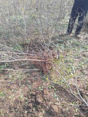 无锡红玛瑙大石榴树种植技术