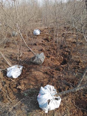 安徽白花玉石籽石榴树价格