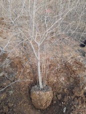 山东白花玉石籽大石榴树价格