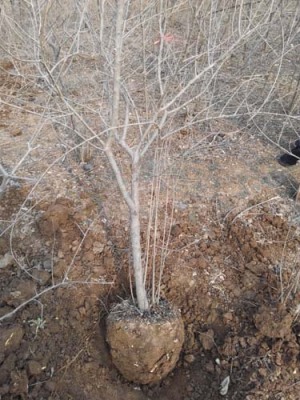 山东白花玉石籽大石榴树价格