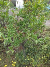红玛瑙石榴树苗价格