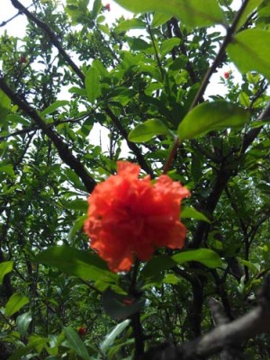 焦作红花玉石籽石榴树品种排名