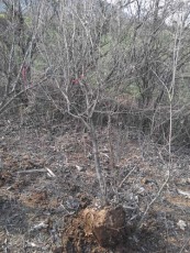 芜湖红玛瑙石榴树苗生产基地