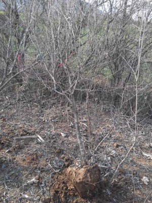 芜湖红玛瑙石榴树苗生产基地