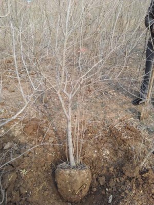 青皮古石榴树种植技术