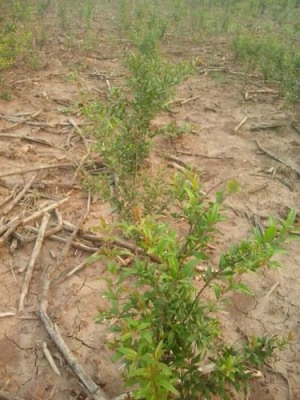 景德镇红花玉石籽大石榴树品种