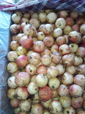 益阳白花玉石籽古石榴树品种排名