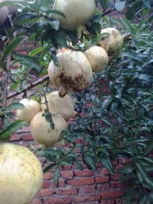 新乡白花玉石籽大石榴树图片