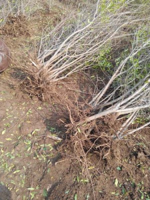 鹤壁牡丹花大石榴树图片