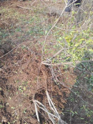 景德镇红花玉石籽大石榴树品种