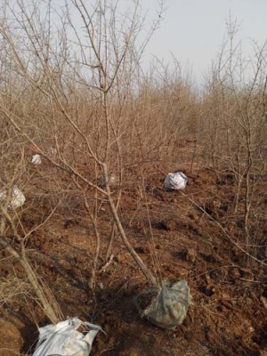 新乡白花玉石籽大石榴树图片