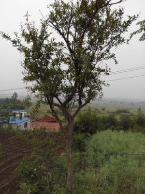 上海红花玉石籽古石榴树品种排名