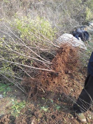 金华青皮大石榴树品种排名