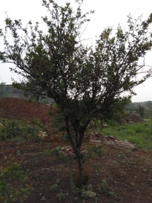 驻马店青皮石榴树苗价格