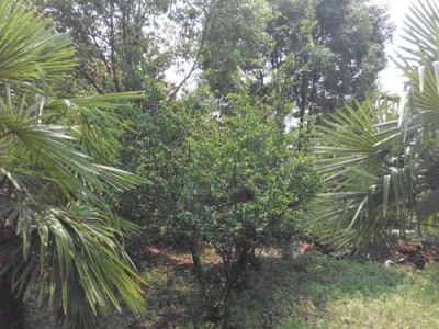 芜湖牡丹花石榴树品种排名