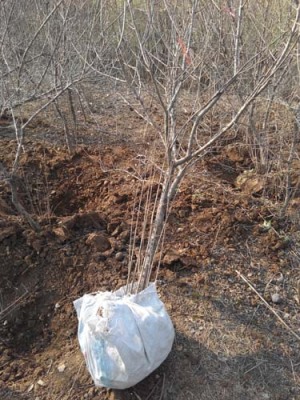 江西红玛瑙石榴生产基地