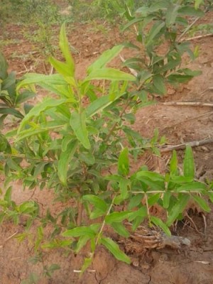 南阳白花玉石籽石榴种植技术