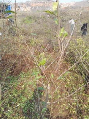 安庆青皮古石榴树生产基地