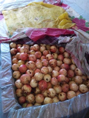 徽州红花玉石籽石榴树生产基地