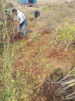 长沙红玛瑙古石榴树生产基地