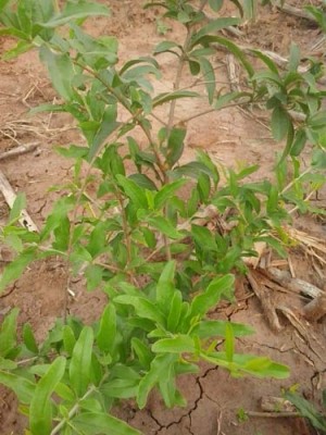 益阳白花玉石籽石榴树种植技术