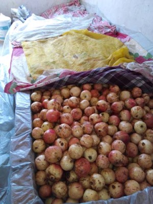 娄底牡丹花古石榴树品种排名