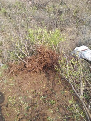 徽州红花玉石籽石榴树生产基地