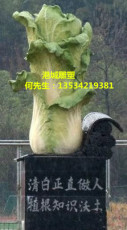 温州农场丰收节装饰招财大白菜雕像零售价格