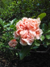 南京白花玉石籽古石榴树种植技术