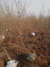 无锡牡丹花石榴品种排名