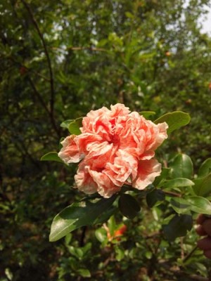 南京白花玉石籽古石榴树种植技术