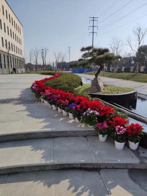 尚湖花卉出租平台