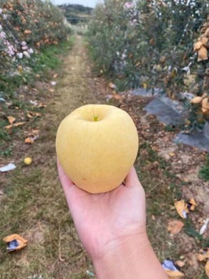 吉林5公分维纳斯黄金苹果苗苗圃基地电话