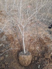滁州牡丹花石榴种植技术