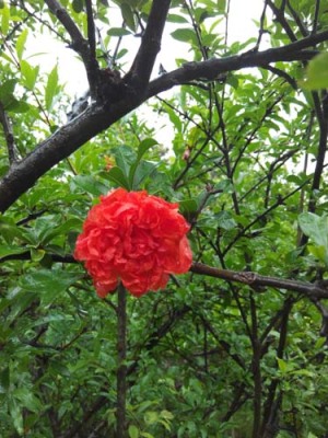 嘉兴白花玉石籽石榴树品种排名