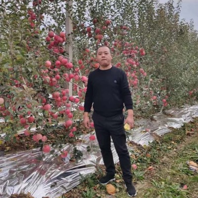 新疆0.8公分苹果原生苗供应