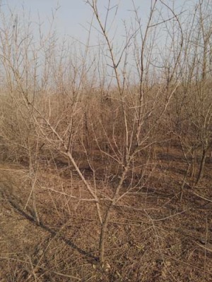 滁州青皮古石榴树种植技术