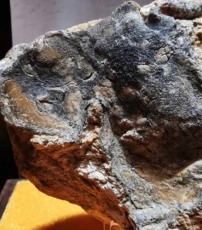 營口上門收購龍涏香收購聯系方式