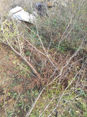 娄底白花玉石籽大石榴树生产基地