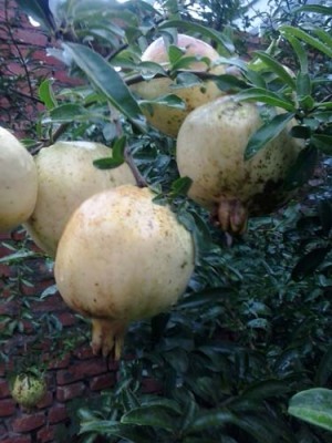 鹤壁红花玉石籽古石榴树种植技术