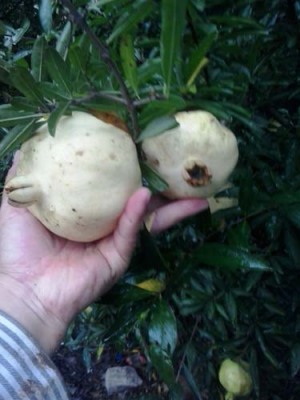 徐州白花玉石籽石榴树生产基地