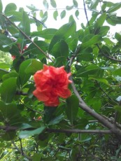 江西红花玉石籽大石榴树图片
