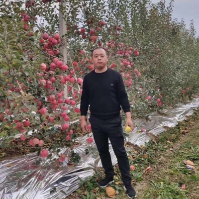 辽宁6公分水蜜桃苹果苗产地