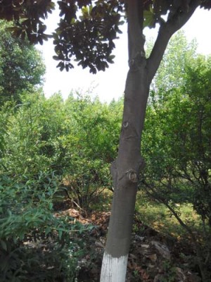 九江白花玉石籽大石榴树种植技术