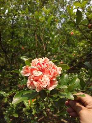 许昌白花玉石籽石榴图片
