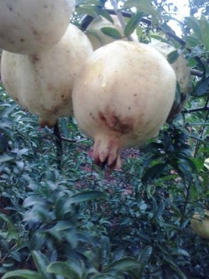 鹰潭牡丹花石榴树苗品种